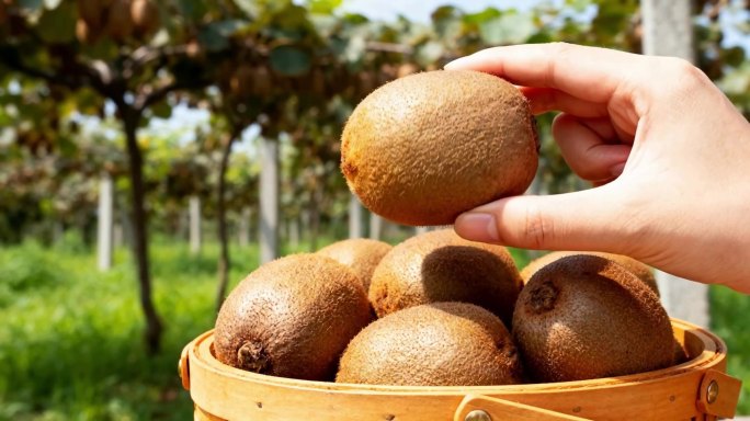 绿心猕猴桃丰收季