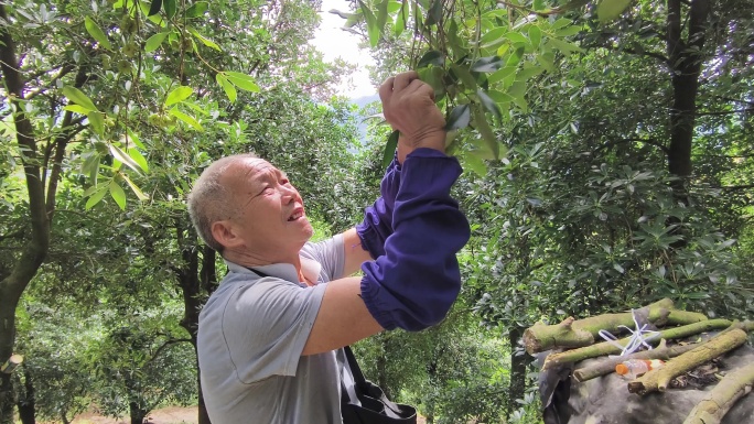 广西八角大丰收老农上山采摘茴香特写八角林