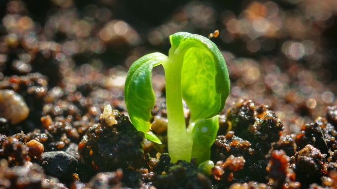 幼苗破土生长过程