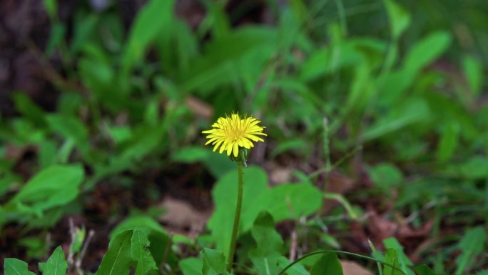 花草树木水鸟生态