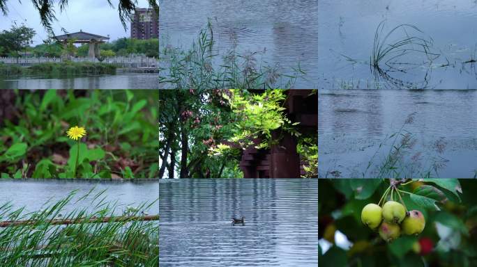 花草树木水鸟生态
