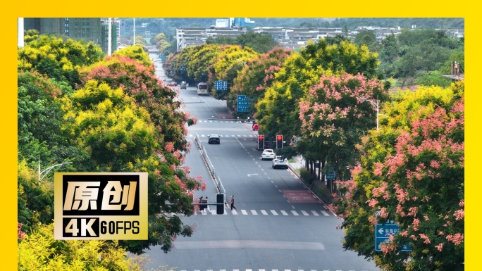 泸州航拍茜草街道栾树盛开