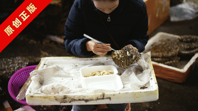 云南美食—蜂儿3