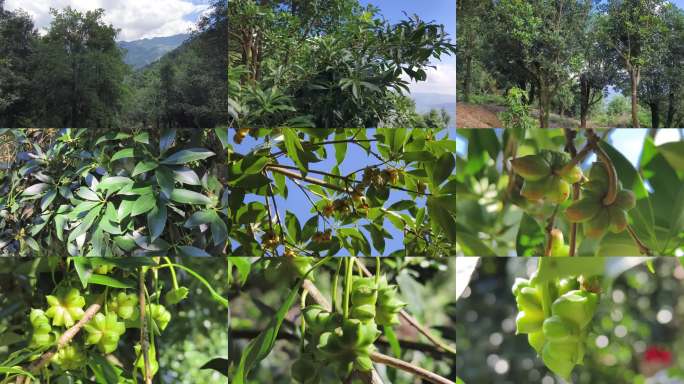 绿色八角茴香果实广西大山八角种植林