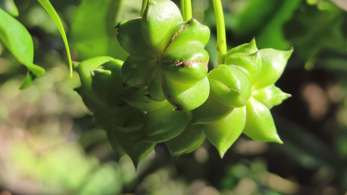 八角茴香新鲜八角种植林地空境 广西八角