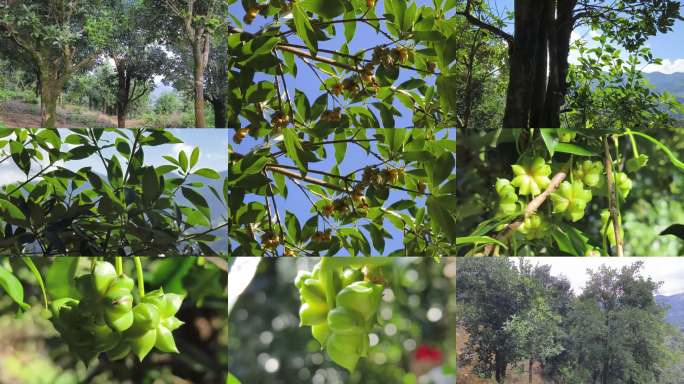八角茴香新鲜八角种植林地空境 广西八角