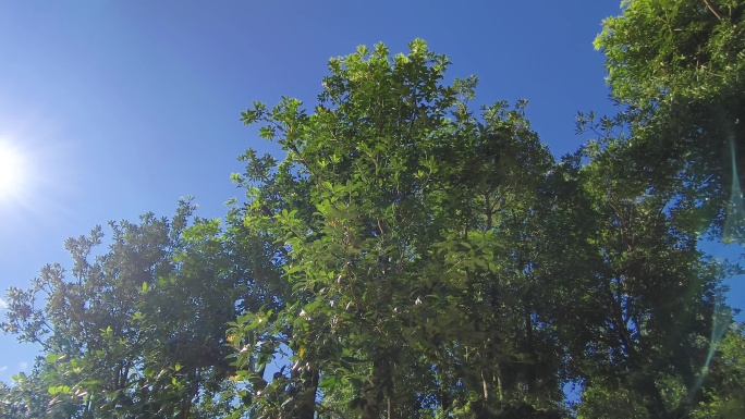 阳光下的八角树林 绿色八角果实特写