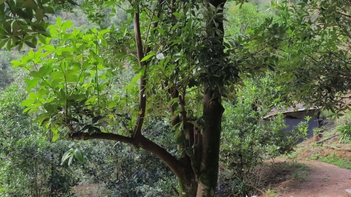 八角树山林间的泥土小径绿树环绕的山间小路