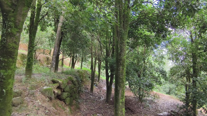 阳光森林八角树木景观八角山林绿树自然风景