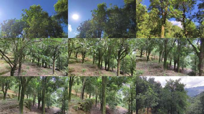 阳光森林八角树木景观八角山林绿树自然风景