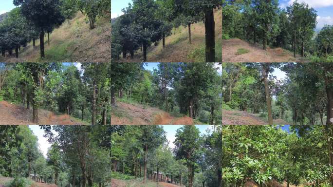 绿色八角茴香新鲜八角种植林地广西八角树林