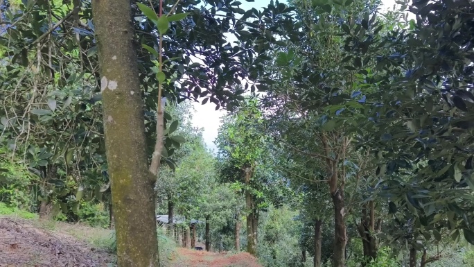 八角山林绿树自然景观 户外八角树树林生态