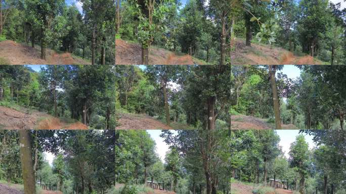 八角山林绿树自然景观 户外八角树树林生态