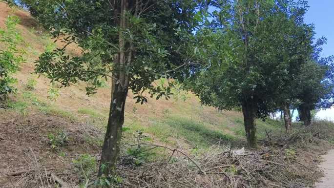 八角山林绿树自然景观户外八角树树林生态