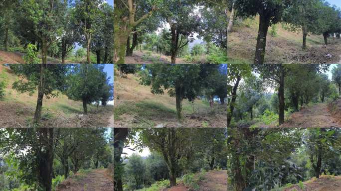 八角山林绿树自然景观户外八角树树林生态