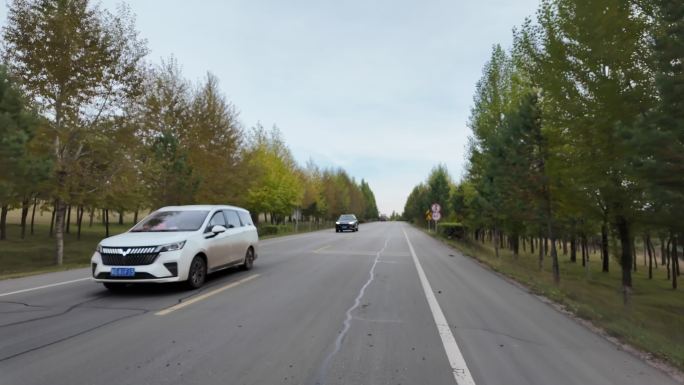 林间道路车辆穿梭