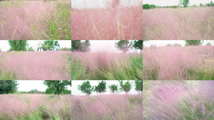 唯美  粉黛 乱子草