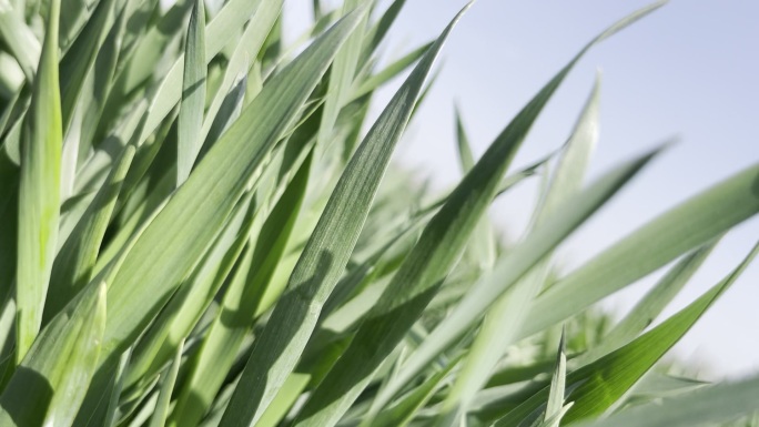 阳光下的绿色麦田