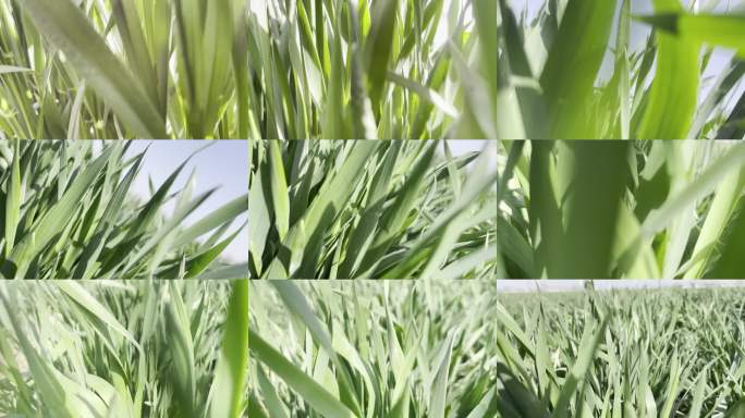 阳光下的绿色麦田