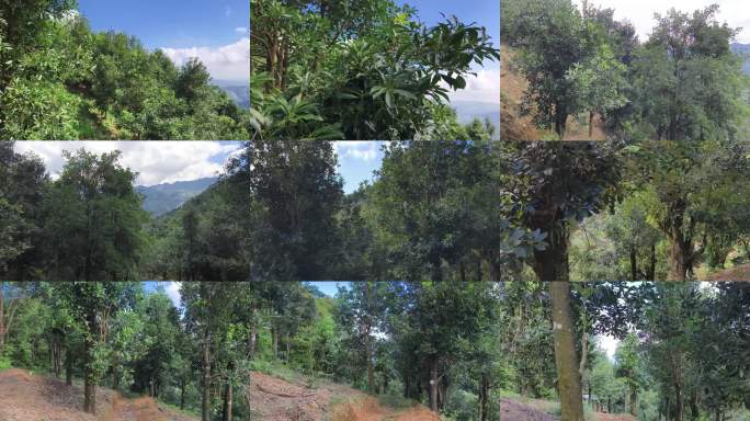 阳光下的八角树 种植八角树林  八角子树