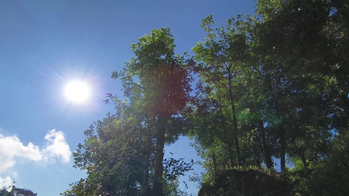 早晨阳光穿透绿树仰拍八角树林种植八角树林