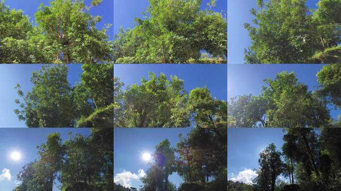 早晨阳光穿透绿树仰拍八角树林种植八角树林