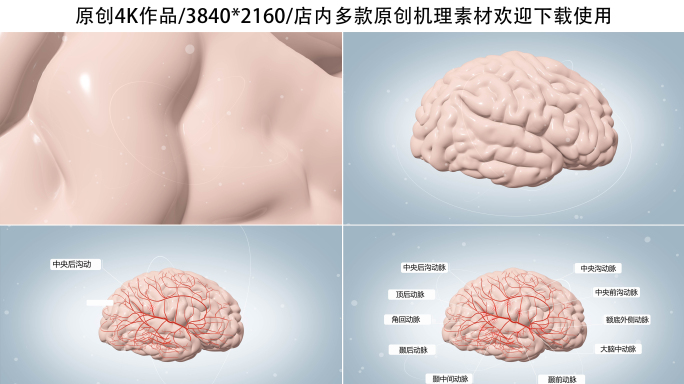 脑血管系统三维动画