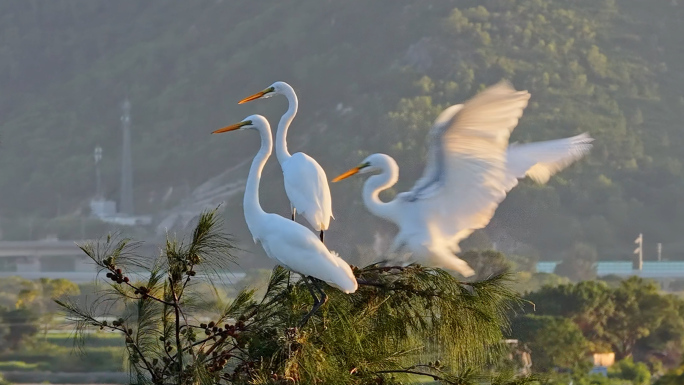 湿地白鹭群飞日出夕阳自然生态田园风光素材
