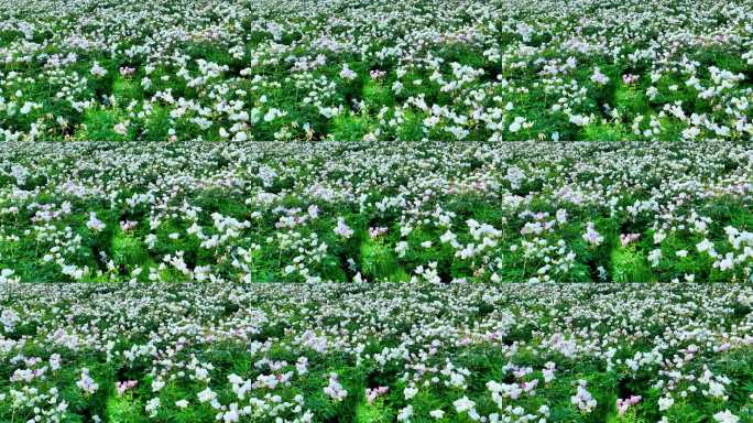 呼伦贝尔垦区种植的芍药花