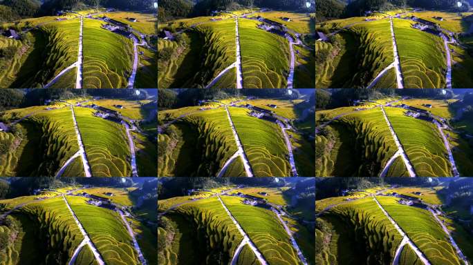 航拍上堡梯田层层稻浪丰收美景