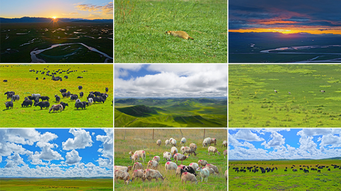草原风光生态 动物 大自然 草原 牧场