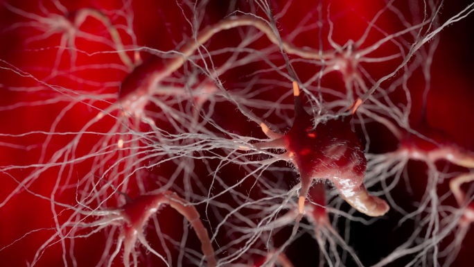 单个神经元的特写镜头展示了其发光的红色核心和分支树突。