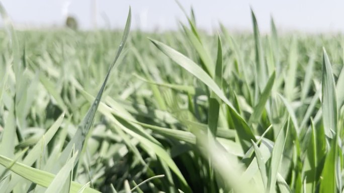 阳光下的麦田景象