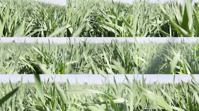 阳光下的麦田景象