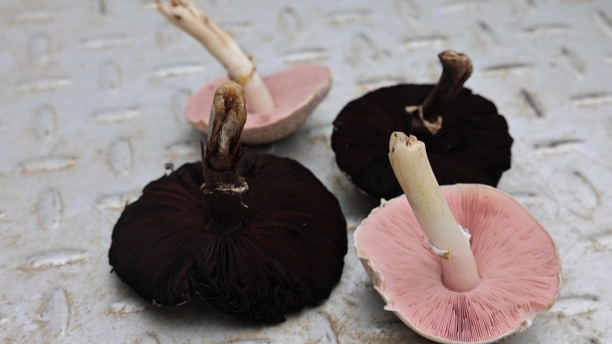 野生蘑菇特写镜头