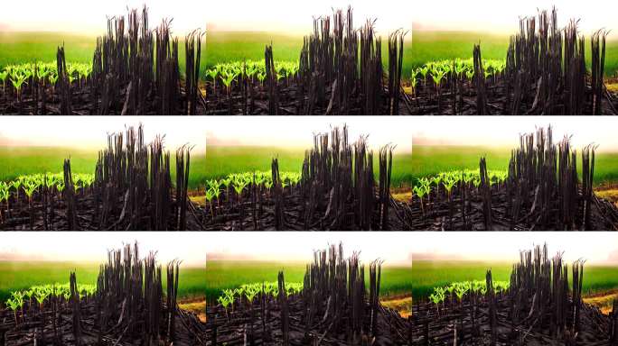 雨后春笋破土而出