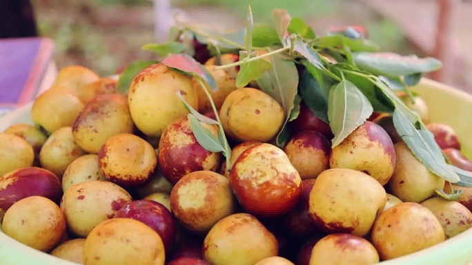 大枣 红枣丰收采摘场景