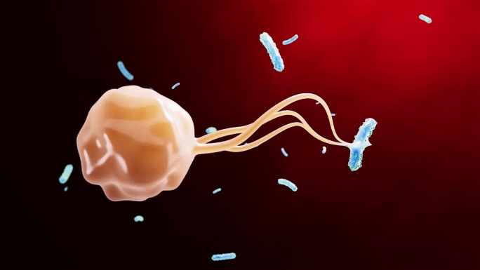 免疫细胞吞噬细菌病毒C4D工程+视频
