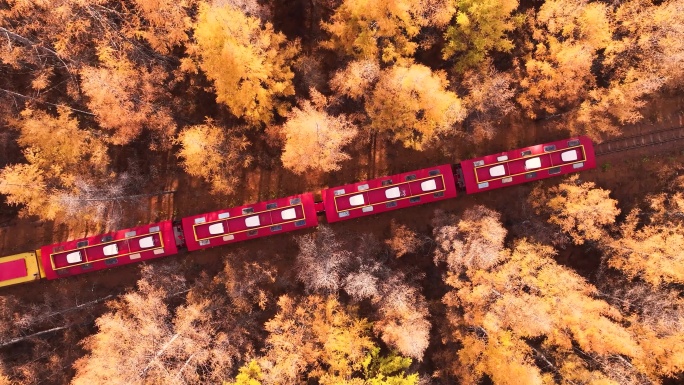 大兴安岭莫尔道嘎秋季森林公园红色小火车