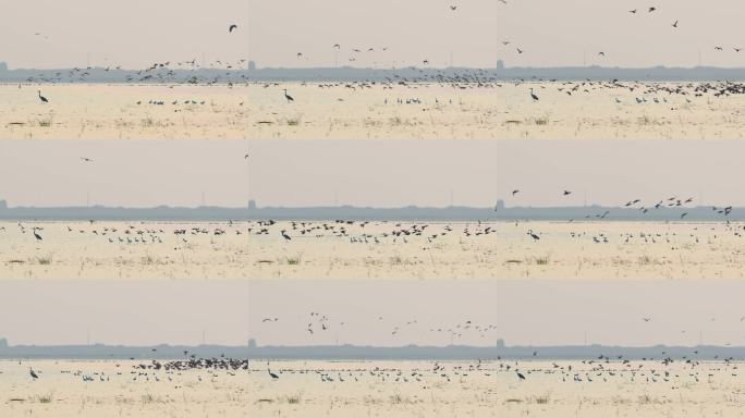 湿地群鸟齐飞景象