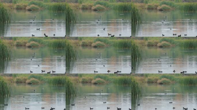 湿地芦苇荡水鸟
