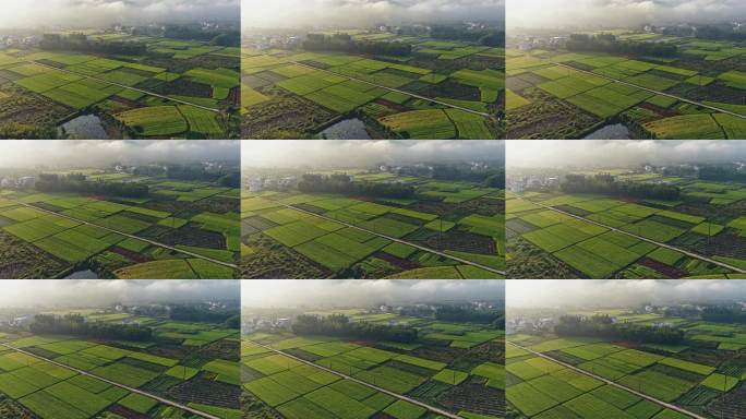 航拍稻田俯瞰美景0143