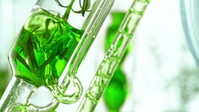 从天然物质、草药和花卉中提取绿色油。