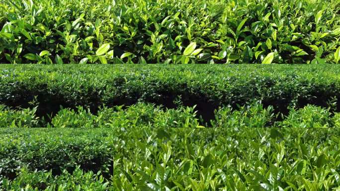 海南白沙县茶园风光绿色茶叶种植基地