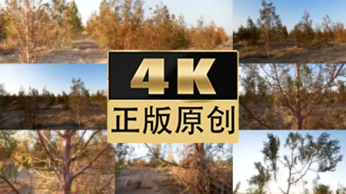 宁夏荒漠中的的防护林带