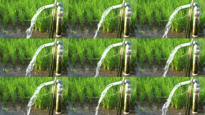 利用泵井灌溉稻田，采用从地下抽水流入稻田的技术。通过塑料PVC管道使用电力从地下抽水。