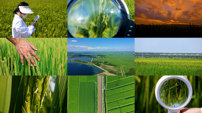 绿色稻田夏季生长现代农业科技智慧农业