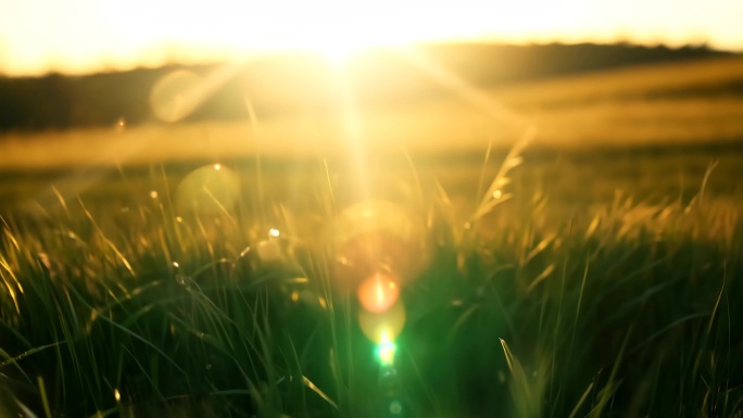 清晨麦田阳光镜头
