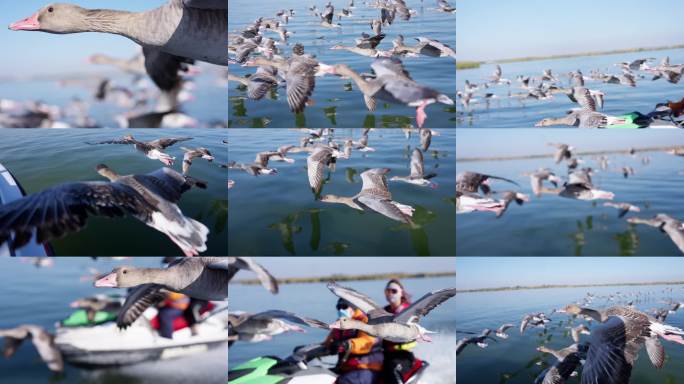 宁夏沙湖大雁伴飞1