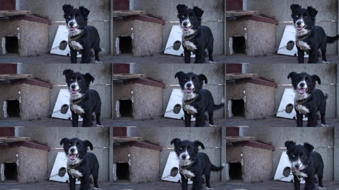 狗被锁在家里，靠近他的狗舍和食物碗。